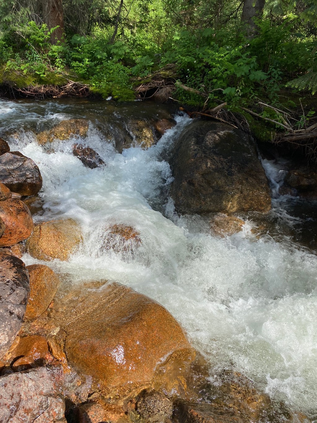 rocky stream with foliage